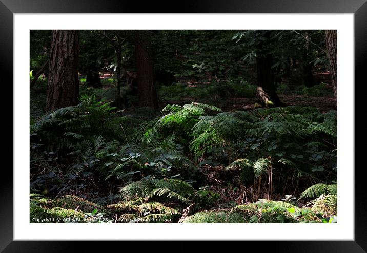 Fern in the sun Framed Mounted Print by Andy Shackell