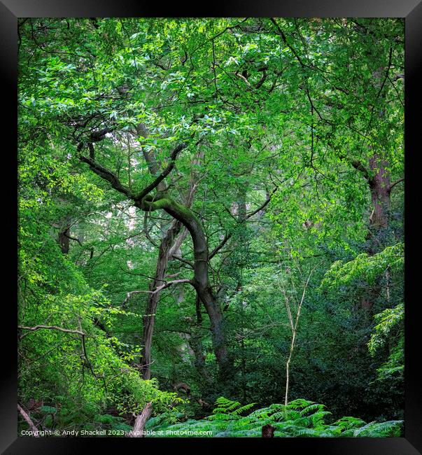 The awakening  Framed Print by Andy Shackell