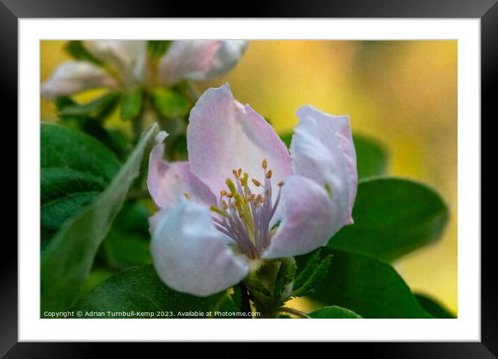 Spring herald Framed Mounted Print by Adrian Turnbull-Kemp