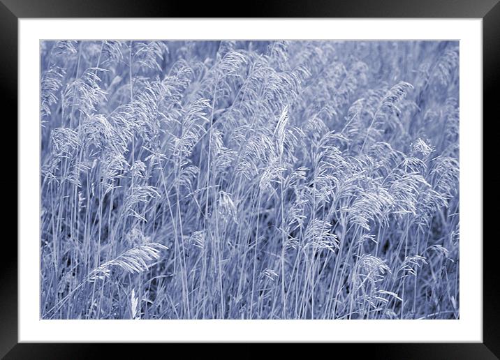 Blue and White Grass Framed Mounted Print by Larry Stolle