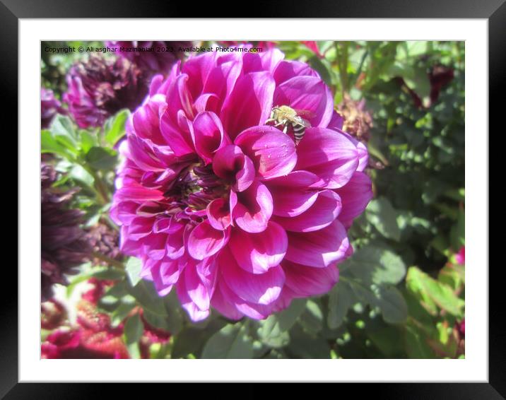 Exquisite Dahlia Unveiling, Shrood, Iran Framed Mounted Print by Ali asghar Mazinanian