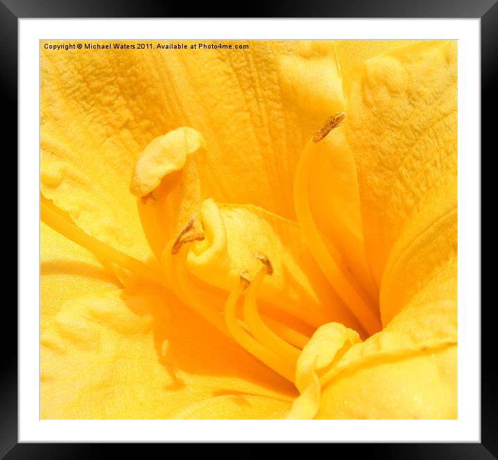 Yellow Day Lily Framed Mounted Print by Michael Waters Photography