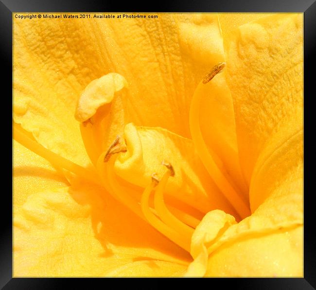 Yellow Day Lily Framed Print by Michael Waters Photography