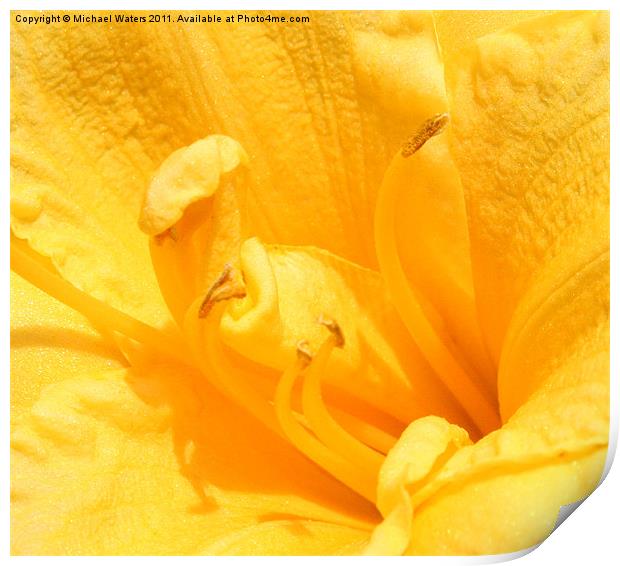 Yellow Day Lily Print by Michael Waters Photography
