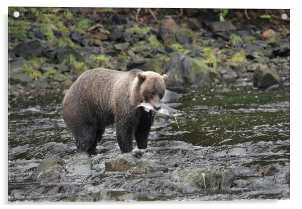 Bears in Alaska Acrylic by Arun 