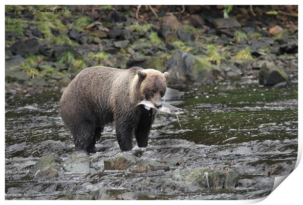 Bears in Alaska Print by Arun 