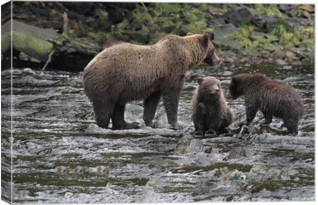 Bears in Alaska Canvas Print by Arun 