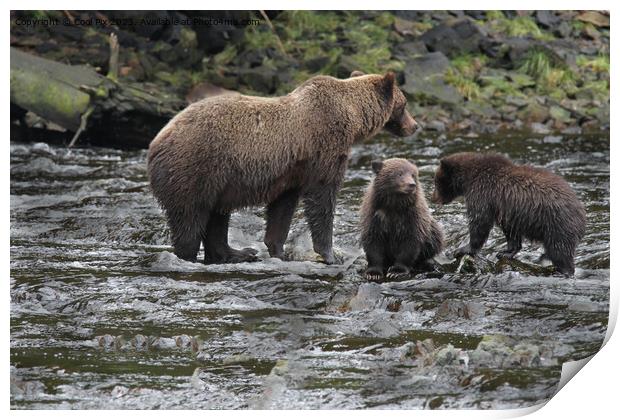 Bears in Alaska Print by Arun 