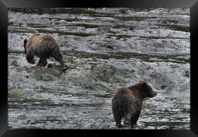 Bears in Alaska Framed Print by Arun 