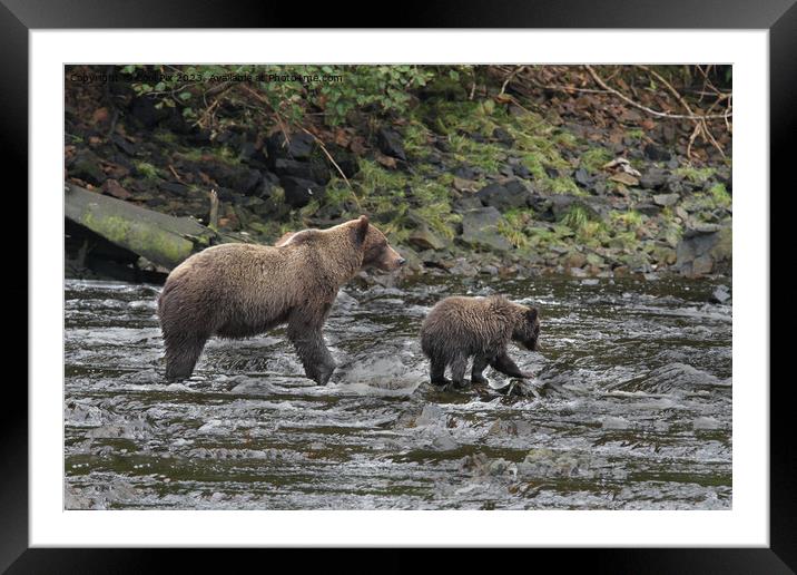 Bears in Alaska Framed Mounted Print by Arun 