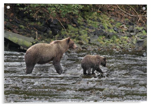 Bears in Alaska Acrylic by Arun 