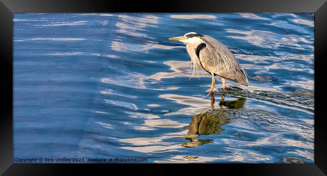 Weir Fishing Framed Print by Rick Lindley