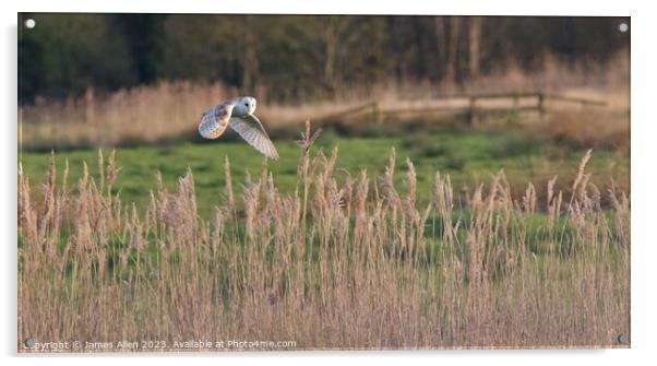 Barn Owls  Acrylic by James Allen