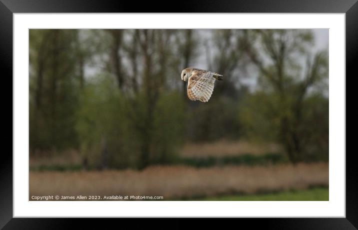 Barn Owls  Framed Mounted Print by James Allen