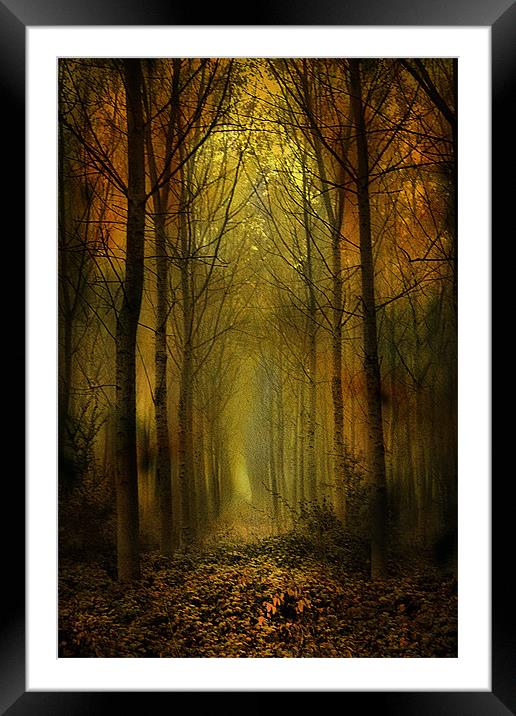 Cathedral of Trees Framed Mounted Print by Irene Burdell