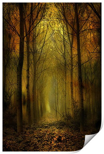 Cathedral of Trees Print by Irene Burdell
