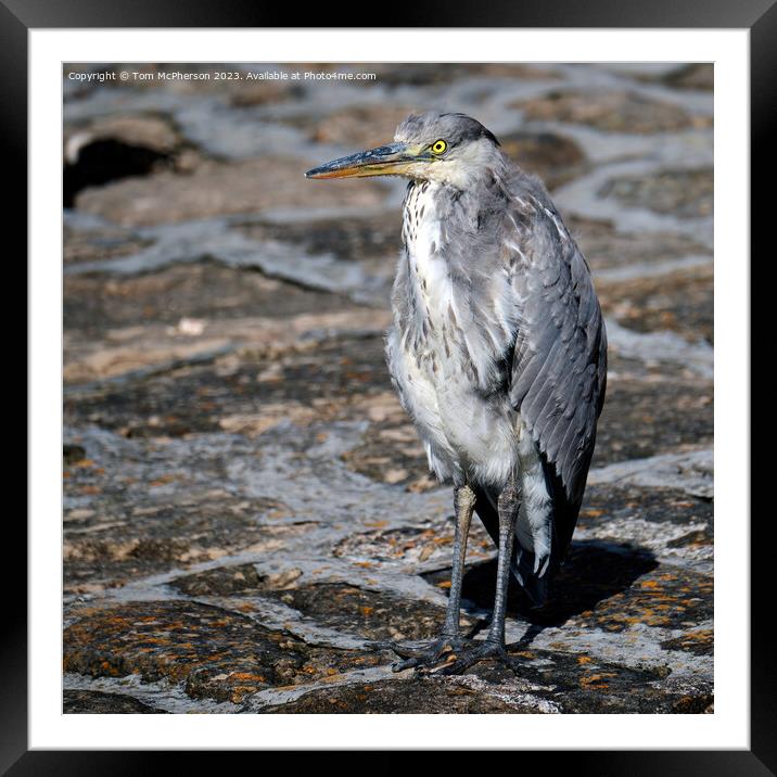 Grey Heron's Sunlit Sojourn Framed Mounted Print by Tom McPherson