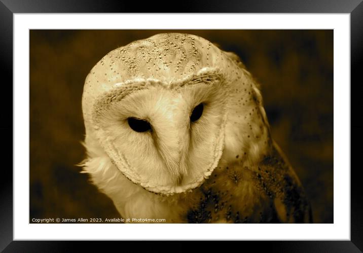 Barn Owls  Framed Mounted Print by James Allen