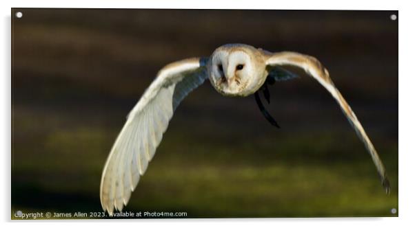 Barn Owls  Acrylic by James Allen