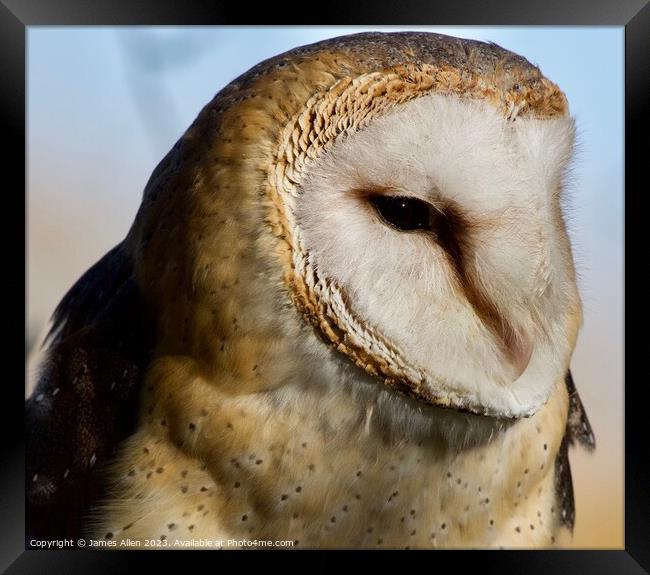 Barn Owls  Framed Print by James Allen