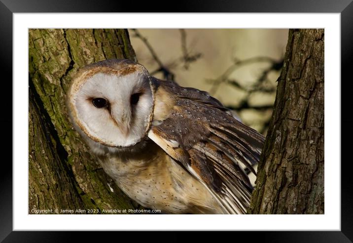 Barn Owls  Framed Mounted Print by James Allen