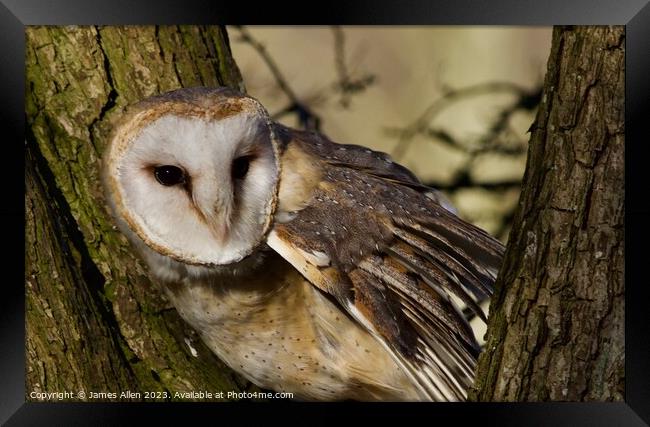 Barn Owls  Framed Print by James Allen