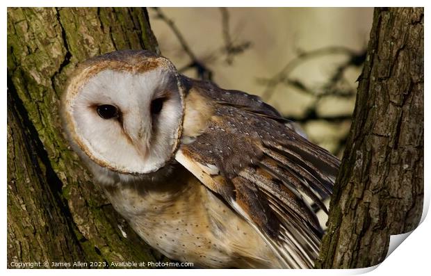 Barn Owls  Print by James Allen