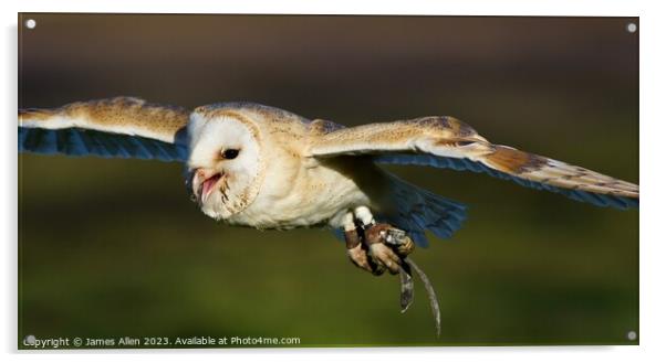 Barn Owls  Acrylic by James Allen
