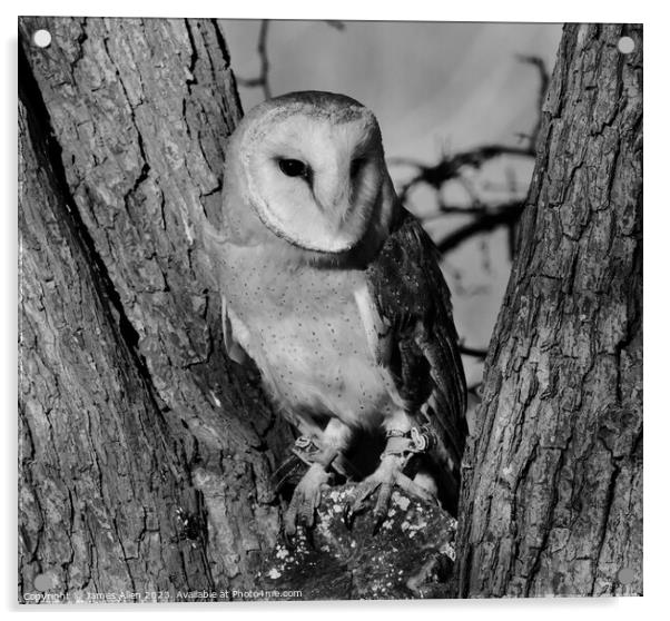 Barn Owls  Acrylic by James Allen