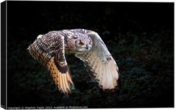 Eagle Owl Canvas Print by Stephen Taylor