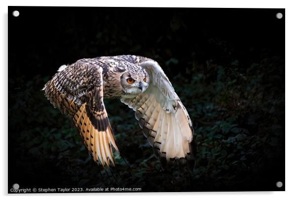 Eagle Owl Acrylic by Stephen Taylor