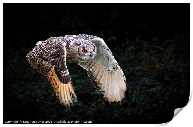Eagle Owl Print by Stephen Taylor