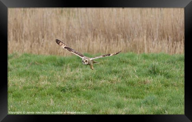 Short Eared Owls  Framed Print by James Allen