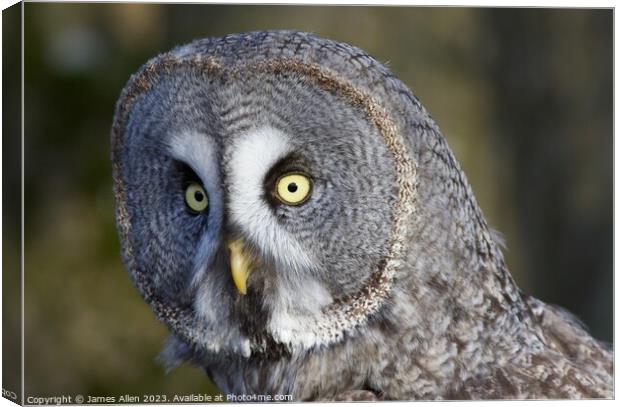 Great Grey Owls  Canvas Print by James Allen