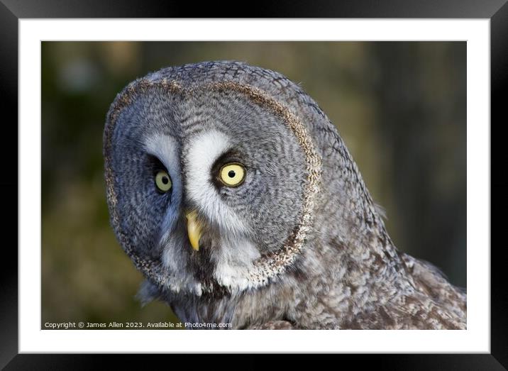 Great Grey Owls  Framed Mounted Print by James Allen