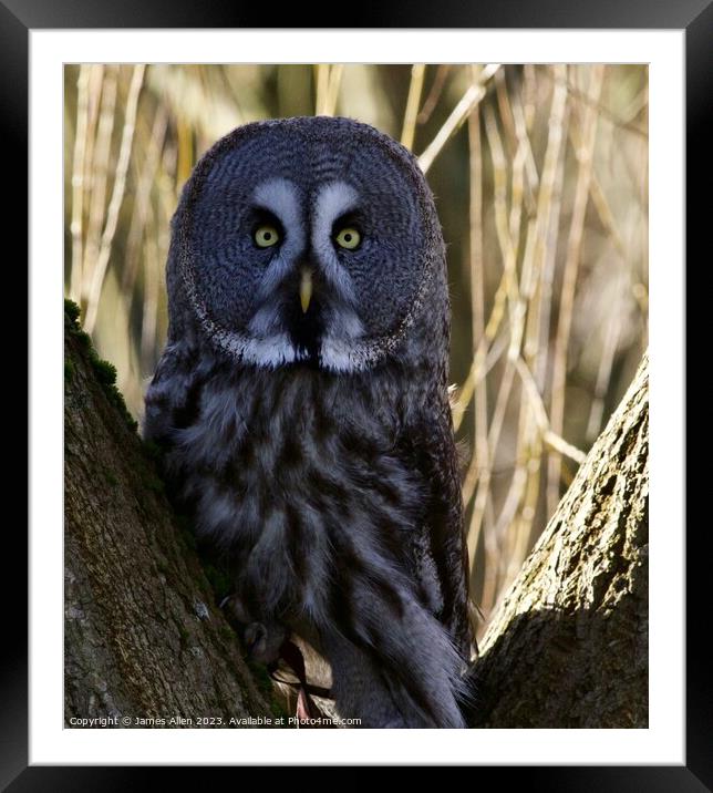 Great Grey Owls Framed Mounted Print by James Allen
