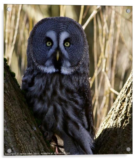 Great Grey Owls Acrylic by James Allen
