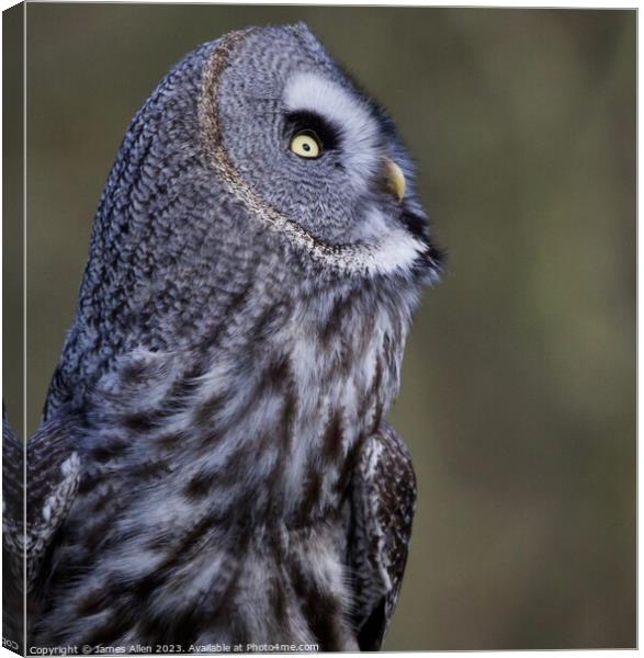 Great Grey Owls  Canvas Print by James Allen