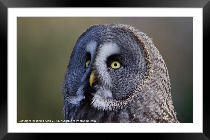 Great Grey Owls  Framed Mounted Print by James Allen