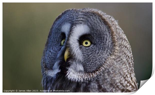 Great Grey Owls  Print by James Allen