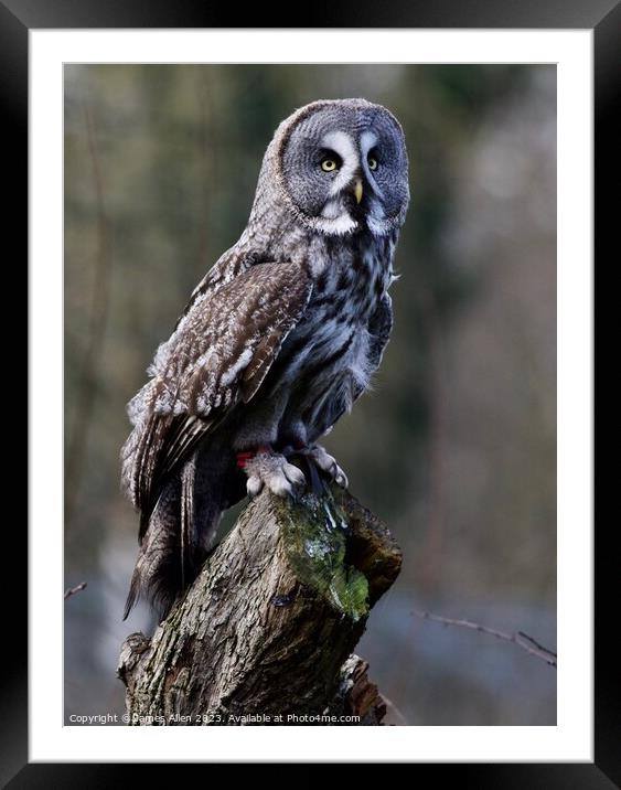 Great Grey Owls  Framed Mounted Print by James Allen