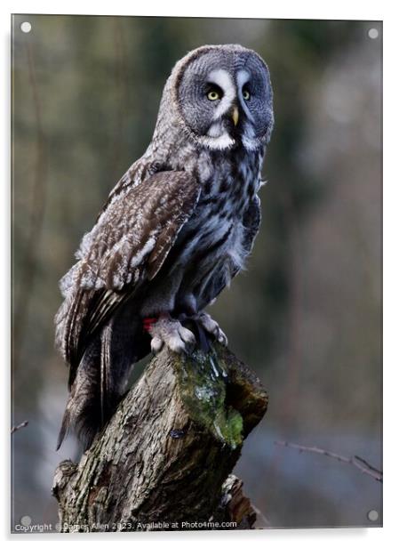 Great Grey Owls  Acrylic by James Allen