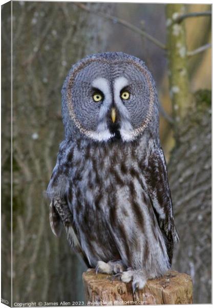 Great Grey Owls  Canvas Print by James Allen