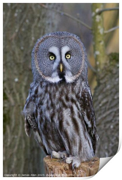 Great Grey Owls  Print by James Allen