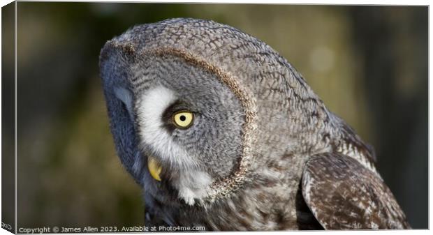 Great Grey Owl  Canvas Print by James Allen