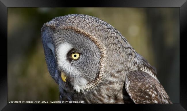 Great Grey Owl  Framed Print by James Allen
