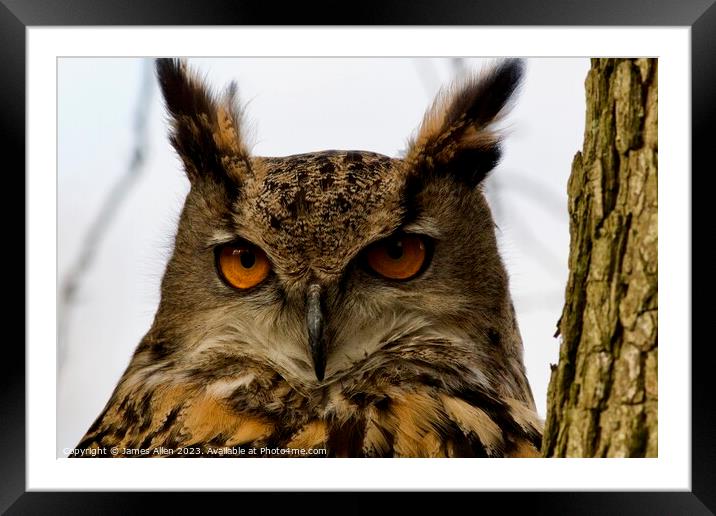 Owls  Framed Mounted Print by James Allen