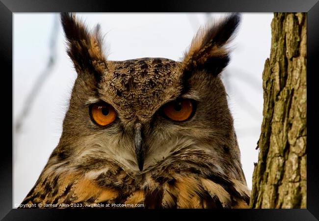 Owls  Framed Print by James Allen