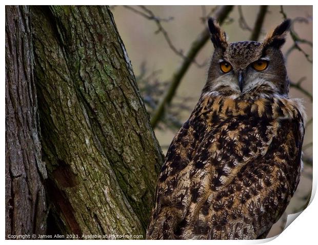 Owls  Print by James Allen
