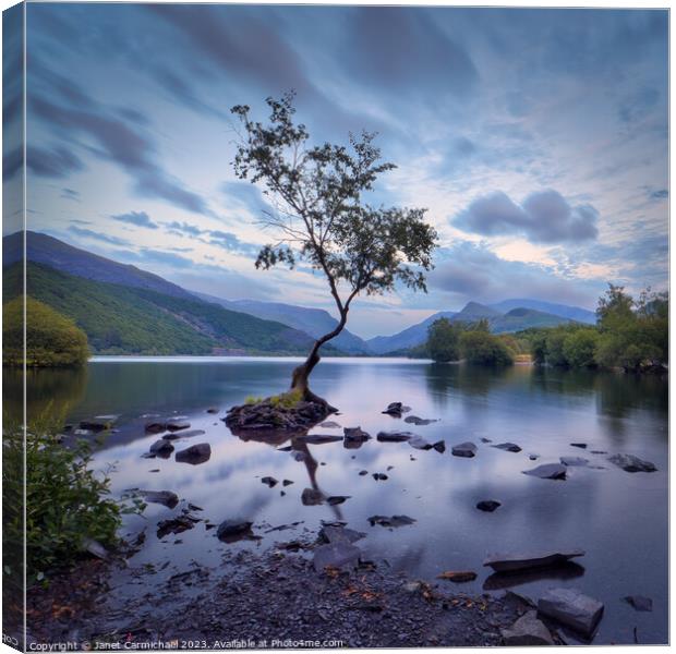 A Tranquil Moment at the Lone Tree Canvas Print by Janet Carmichael